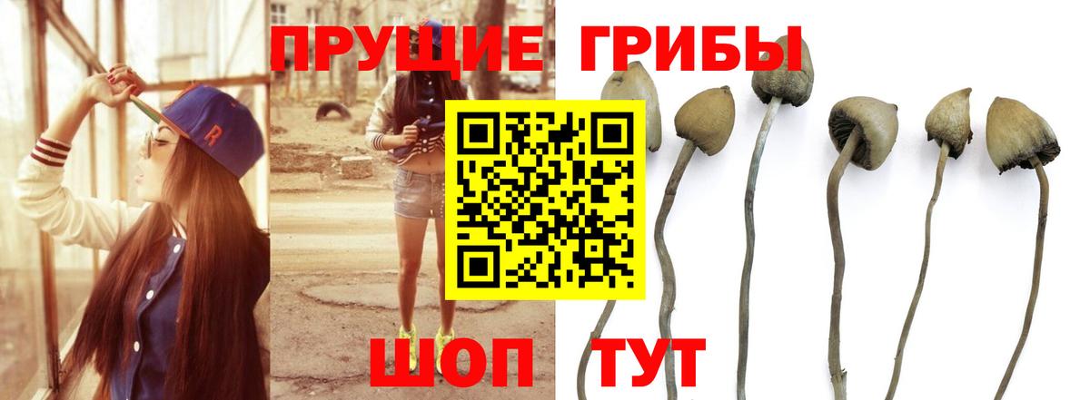 купить наркотики сайты  Галлюциногенные грибы мухоморы  Вход с VPN  Псилоцибиновые грибы Magic Shrooms  Искитим 